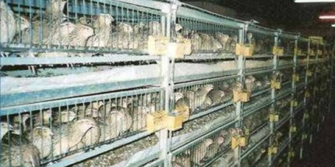 Kako držati prepelice u zemlji